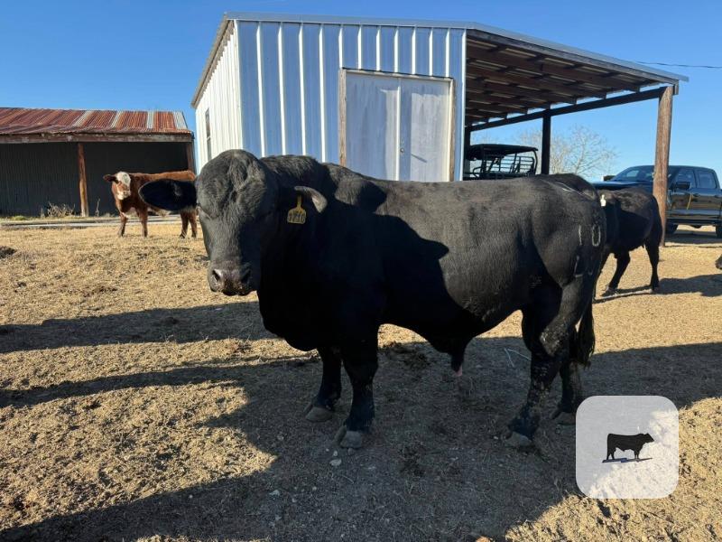 Cattle Range Listing Photo