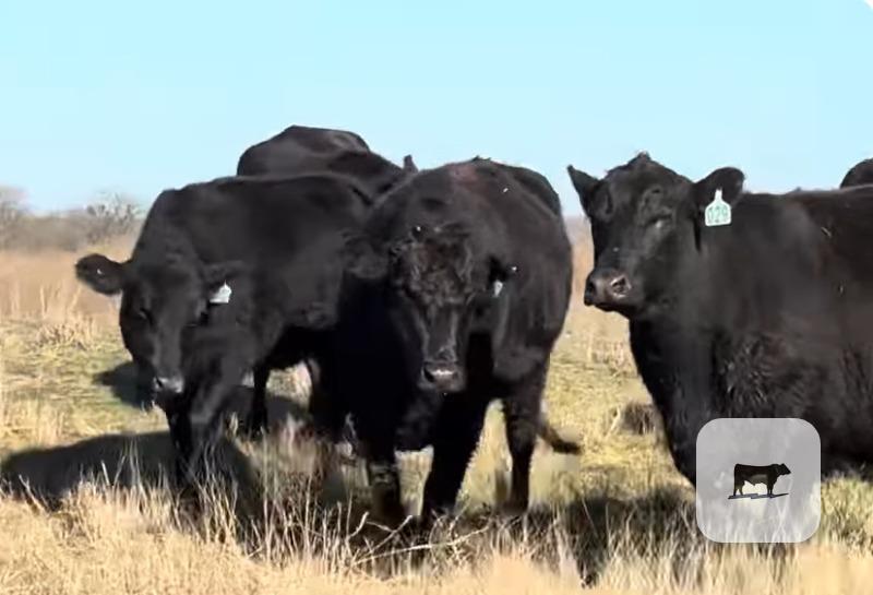 Cattle Range Listing Photo