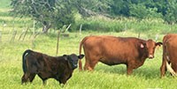 7 Crossbred Cows w/ 2+ Calves... Central TX