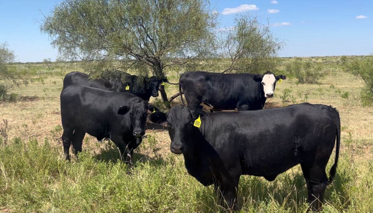 Cattle Range Listing Photo