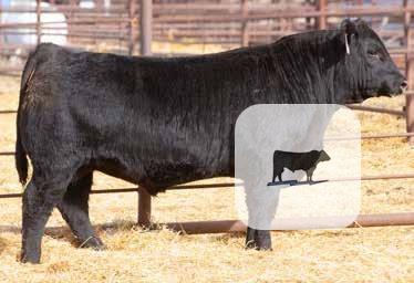 Cattle Range Listing Photo