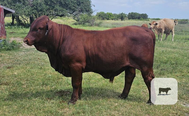 Cattle Range Listing Photo