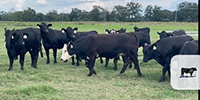 38 Brangus & Brangus Baldy Bred Heifers... East TX