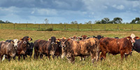47 Tigerstripe & Brangus Bred Heifers... Southeast MS