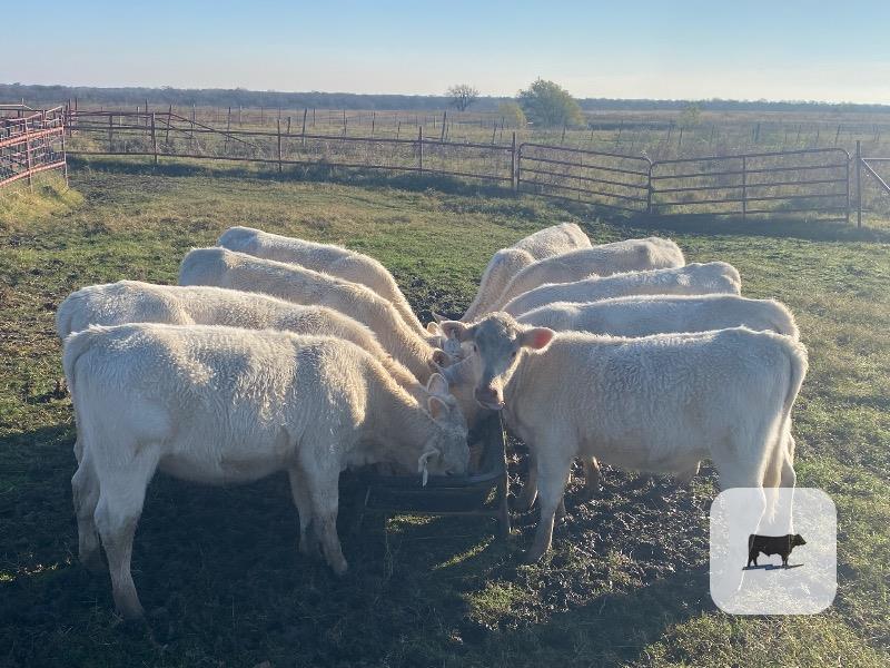 Cattle Range Listing Photo