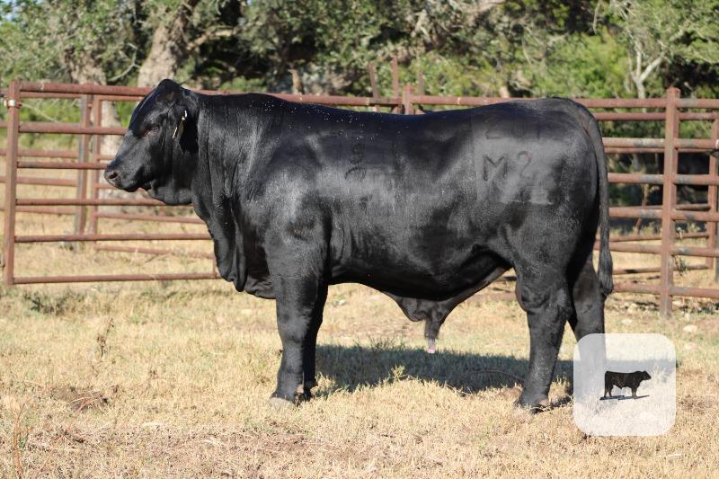 Cattle Range Listing Photo 4