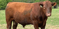 30 Reg. Red Angus Bulls... North TX