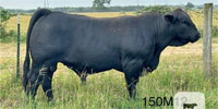 10 Reg. Brangus Bulls... S. Central TX