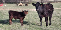 40 Angus & Charolais Cross Pairs... North TX
