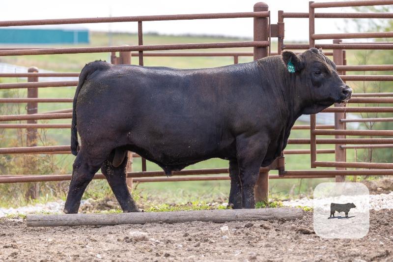 Cattle Range Listing Photo