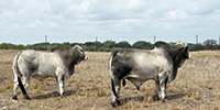 2 Reg. Brahman Bulls... South TX