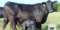 10 Angus Pairs... Central TX