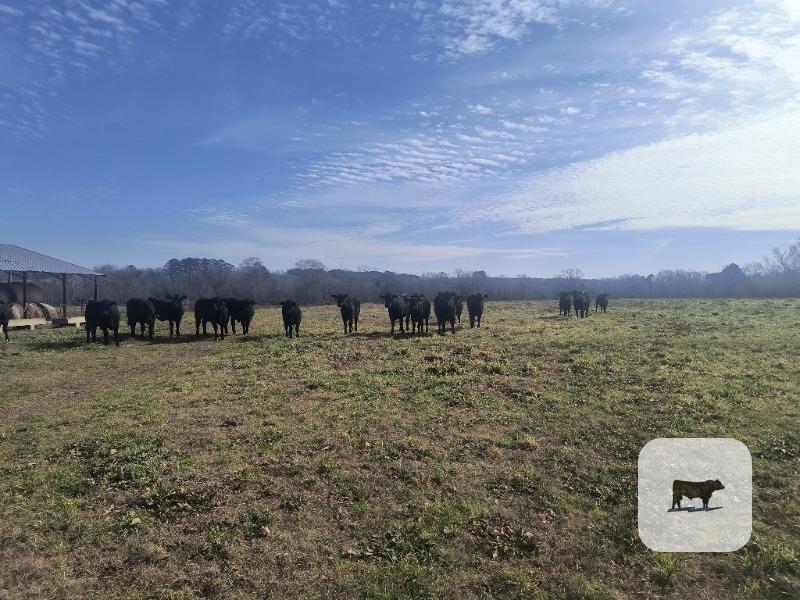 Cattle Range Listing Photo