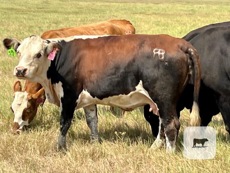Cattle Range Listing Photo