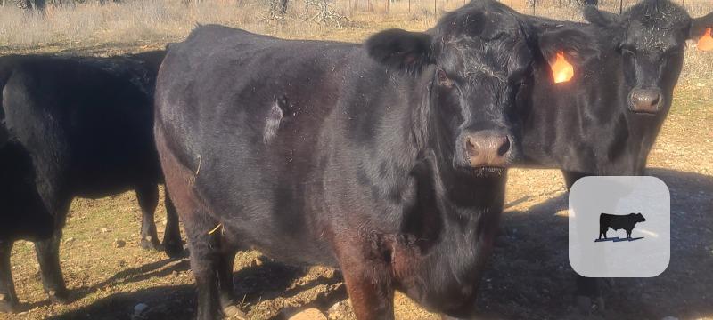 Cattle Range Listing Photo