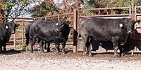 40 Angus & SimAngus Bulls... Southwest MO