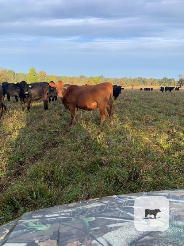 Cattle Range Listing Photo