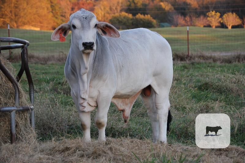 Cattle Range Listing Photo