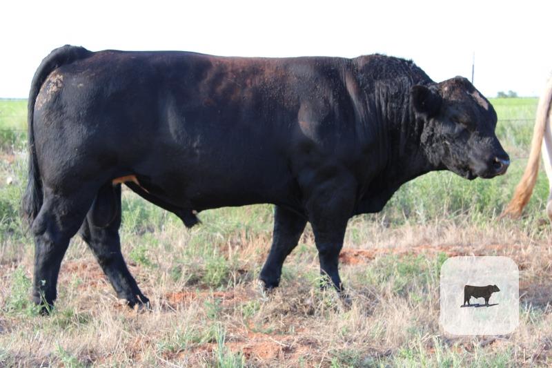 Cattle Range Listing Photo