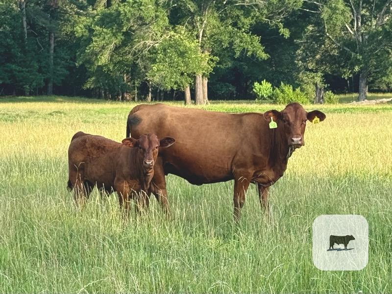 Cattle Range Listing Photo