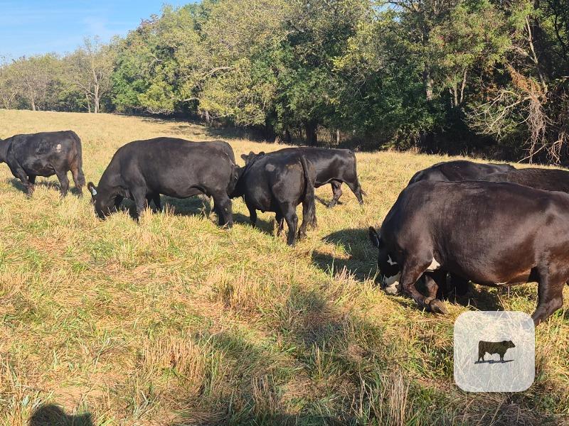 Cattle Range Listing Photo 4