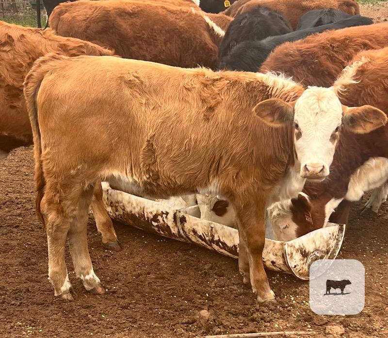 Cattle Range Listing Photo