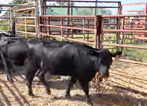 Cattle Range Listing Photo