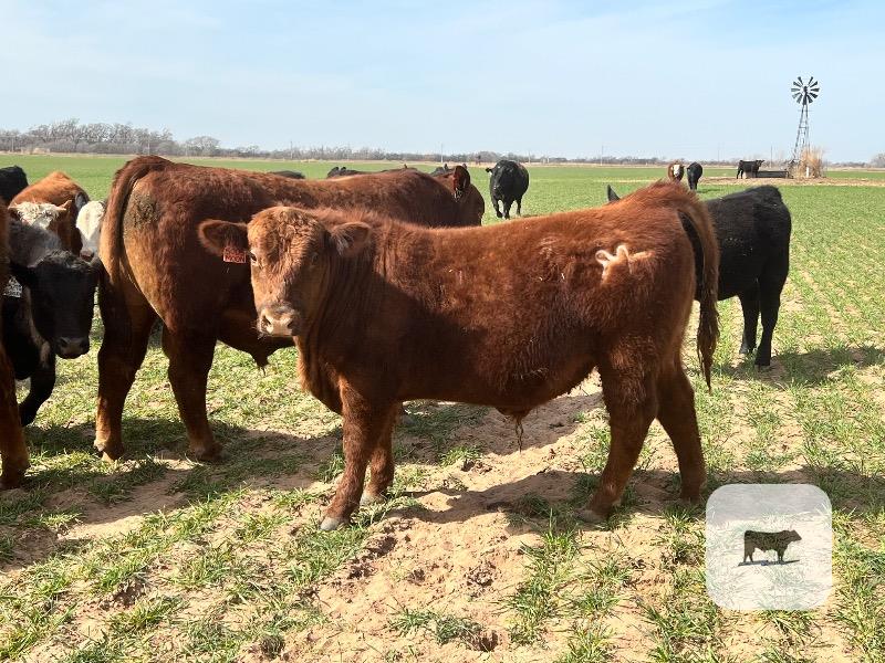 Cattle Range Listing Photo