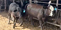 75 Brangus Rep. Heifers... N. Central TX
