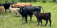 7 Angus Cross Pairs... Southeast OK