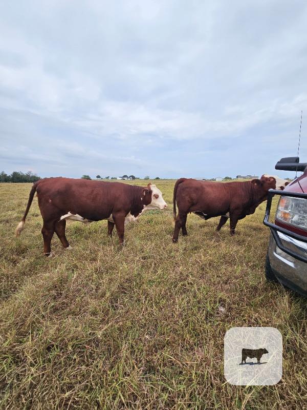 Cattle Range Listing Photo