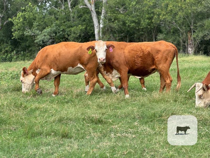 Cattle Range Listing Photo