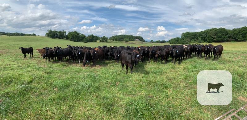 Cattle Range Listing Photo