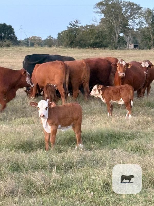 Cattle Range Listing Photo