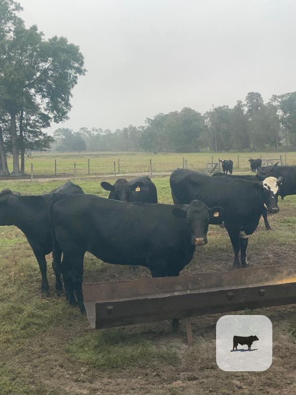 Cattle Range Listing Photo 2