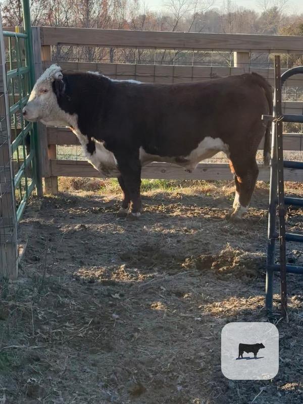 Cattle Range Listing Photo