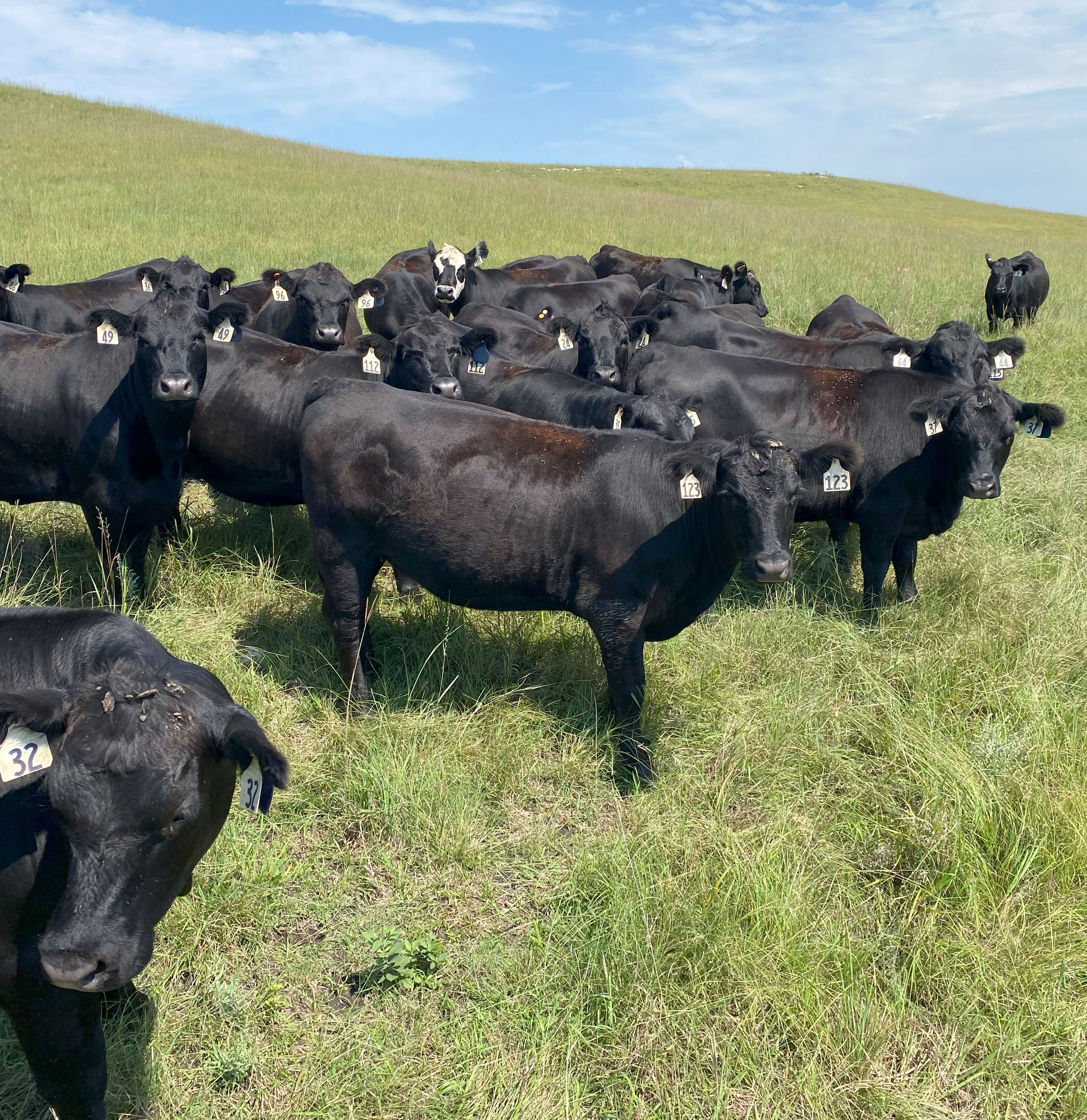 Cattle Range Listing Photo