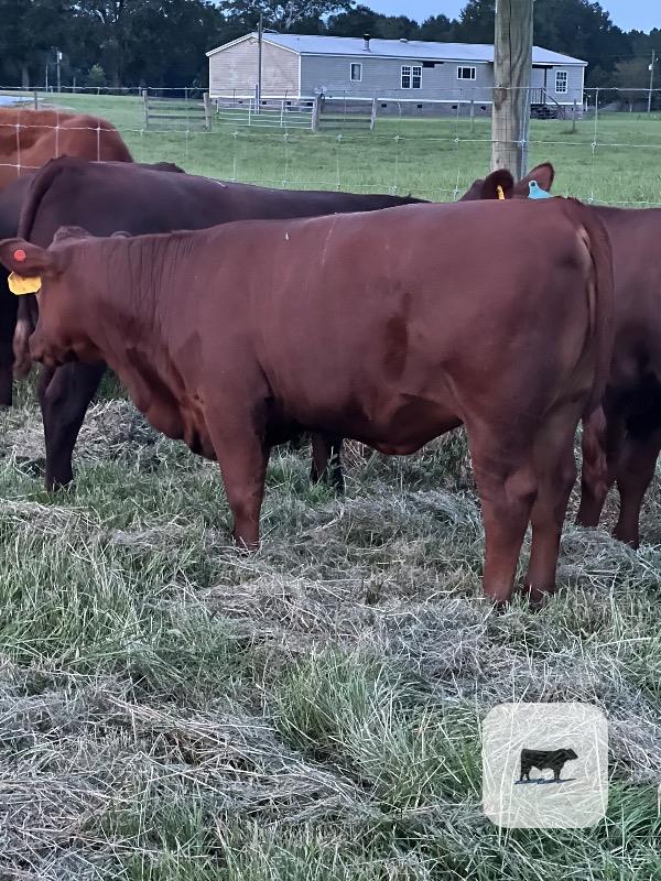 Cattle Range Listing Photo