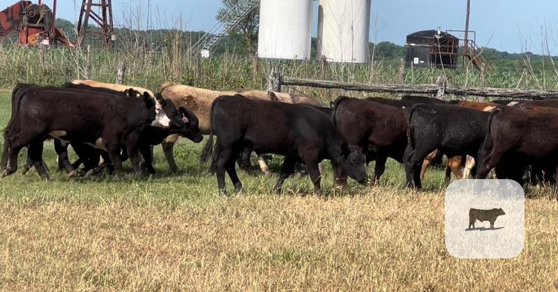 Cattle Range Listing Photo