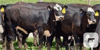 65 Brangus BWF Rep. Heifers... Central TX