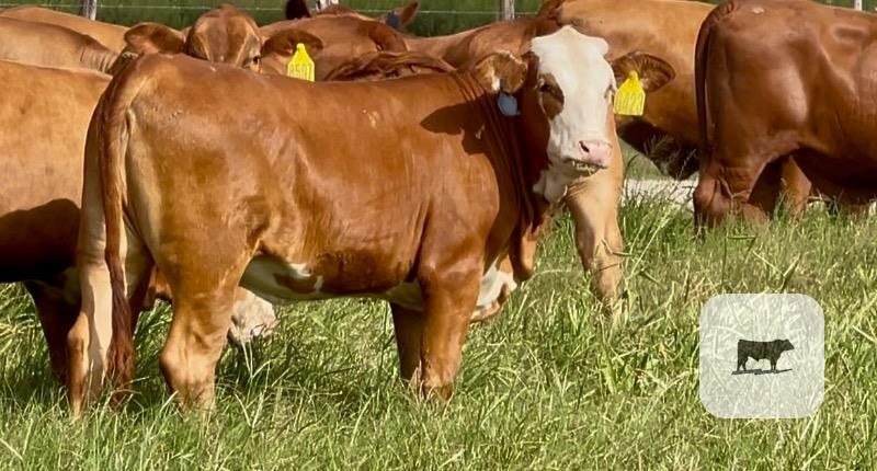 Cattle Range Listing Photo