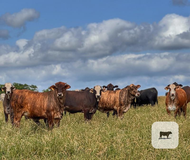 Cattle Range Listing Photo