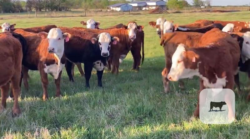 Cattle Range Listing Photo