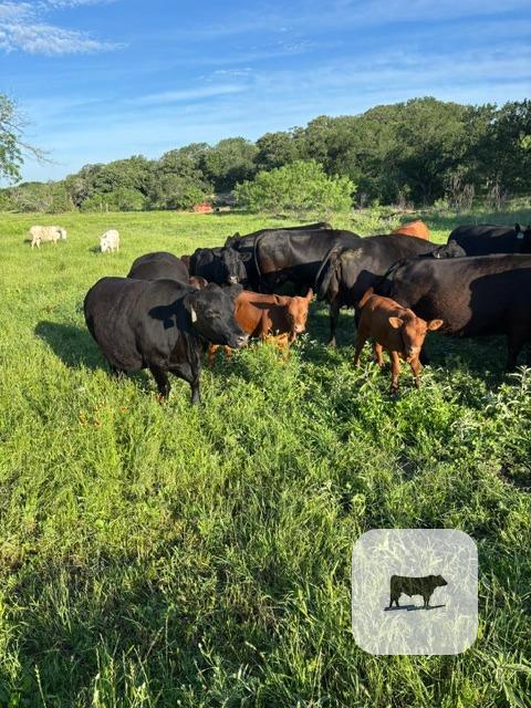 Cattle Range Listing Photo