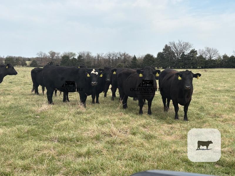 Cattle Range Listing Photo