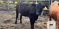 3 F1 Angus/Wagyu Rep. Heifers... Northeast TX