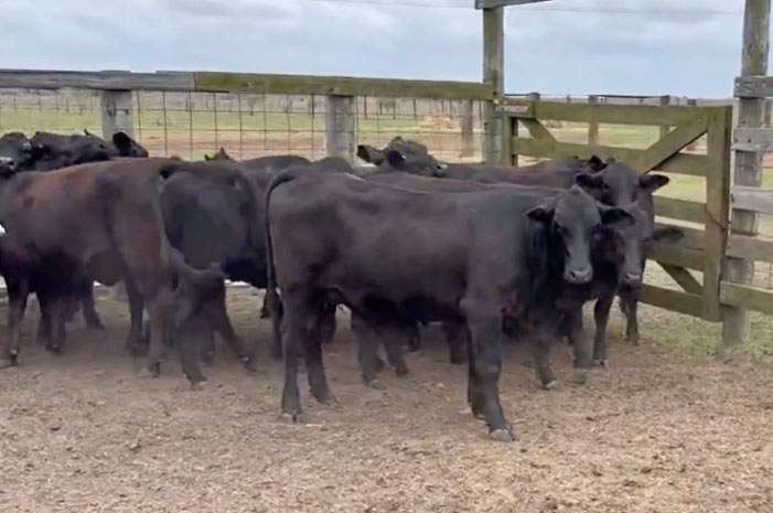 Cattle Range Listing Photo