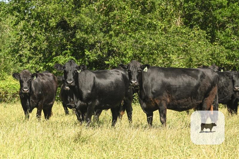 Cattle Range Listing Photo