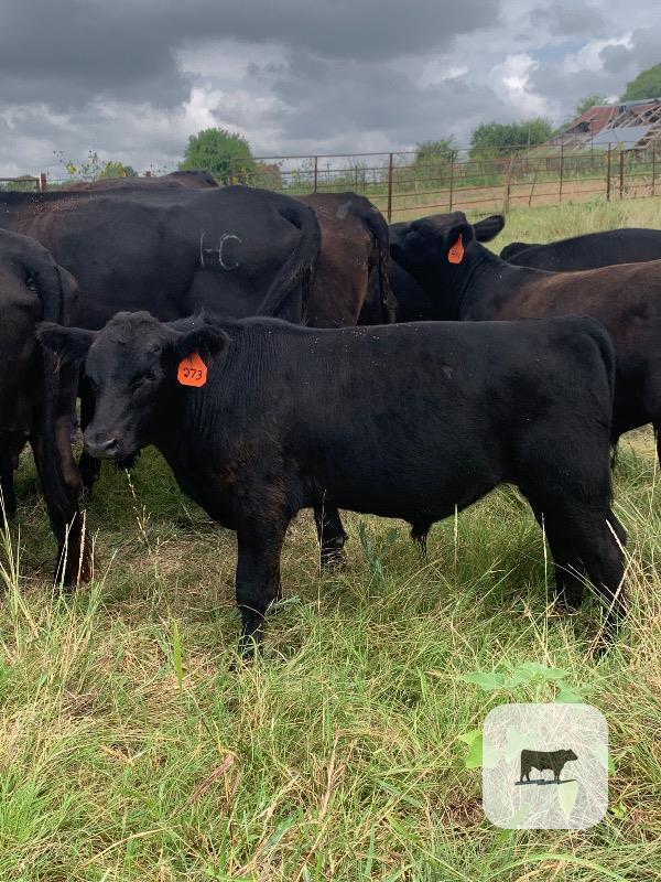 Cattle Range Listing Photo