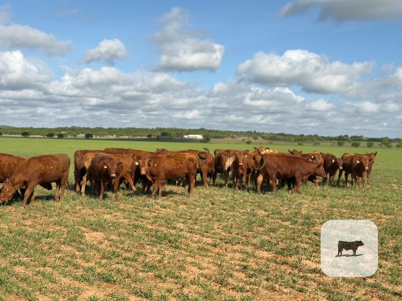 Cattle Range Listing Photo